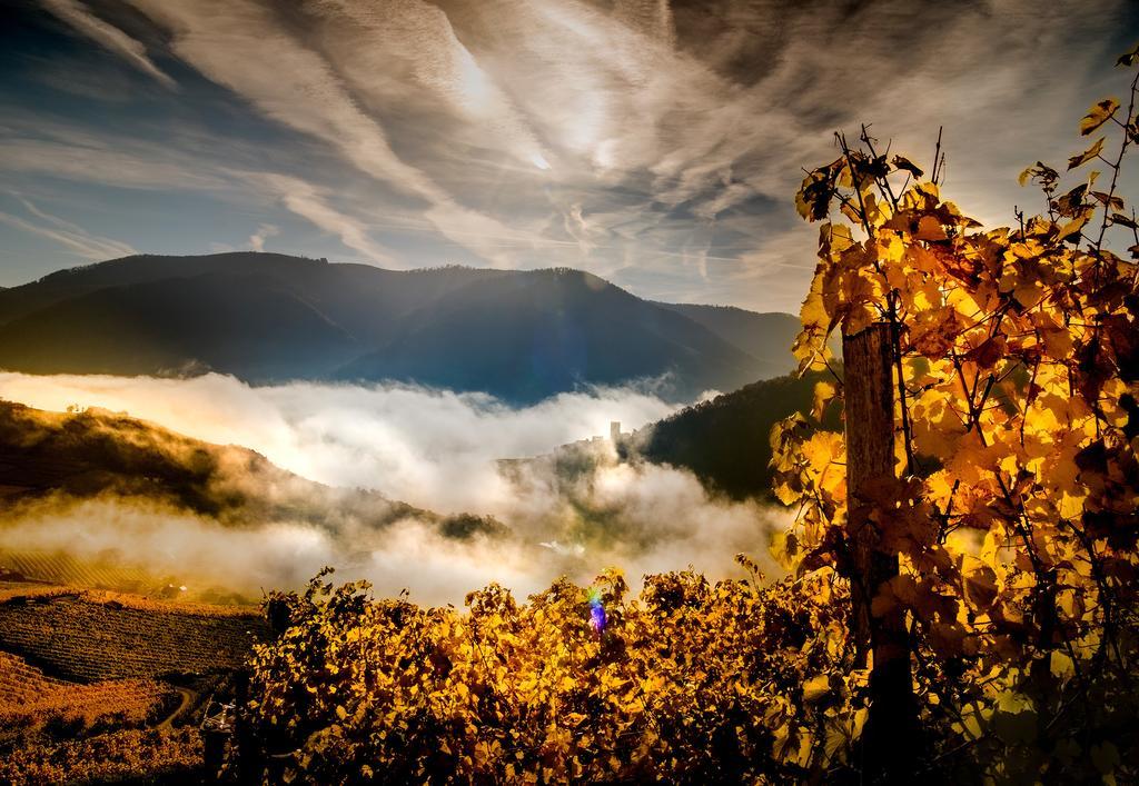 Weingut Donabaum "In Der Spitz" Apartment Spitz an der Donau ภายนอก รูปภาพ